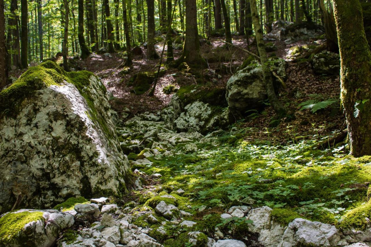 Apartma Petra Ravnik - Wanderer'S Hut Appartamento Bohinj Esterno foto